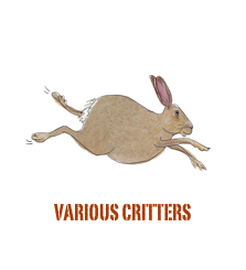
￼various critters

