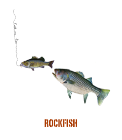 ￼roCKFISH