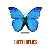 ￼butterflies