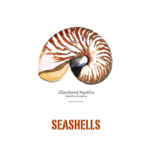 ￼seashells