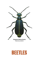 ￼BEETLES
